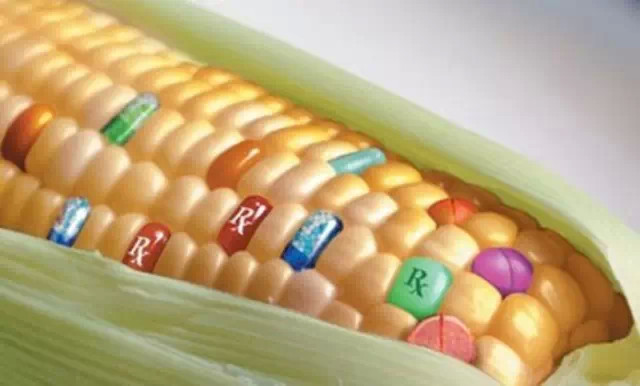 2014十大“科学”流言榜 转基因玉米致癌上榜